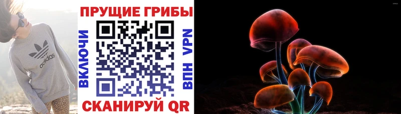 Галлюциногенные грибы Psilocybe Котовск